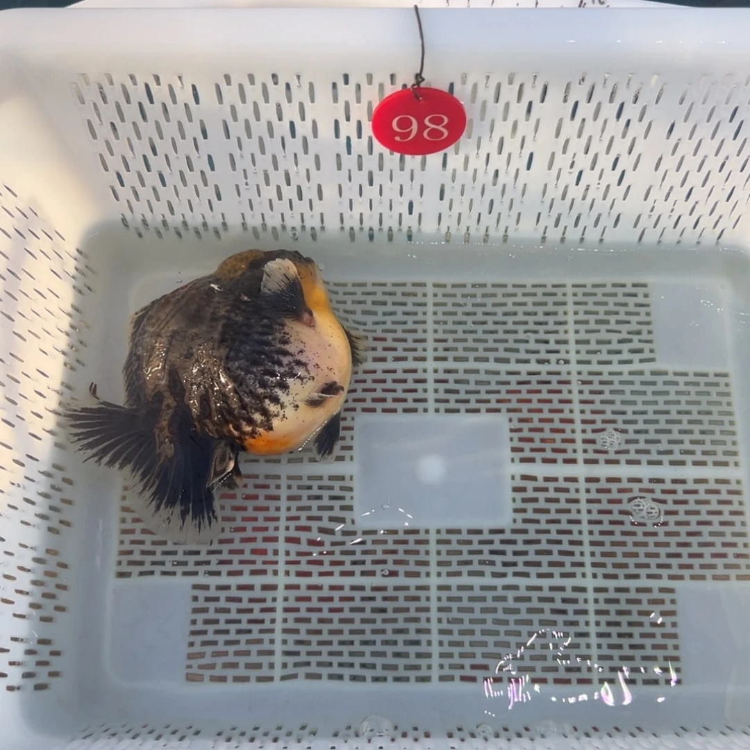 珍***子金鱼你好吗我好难受