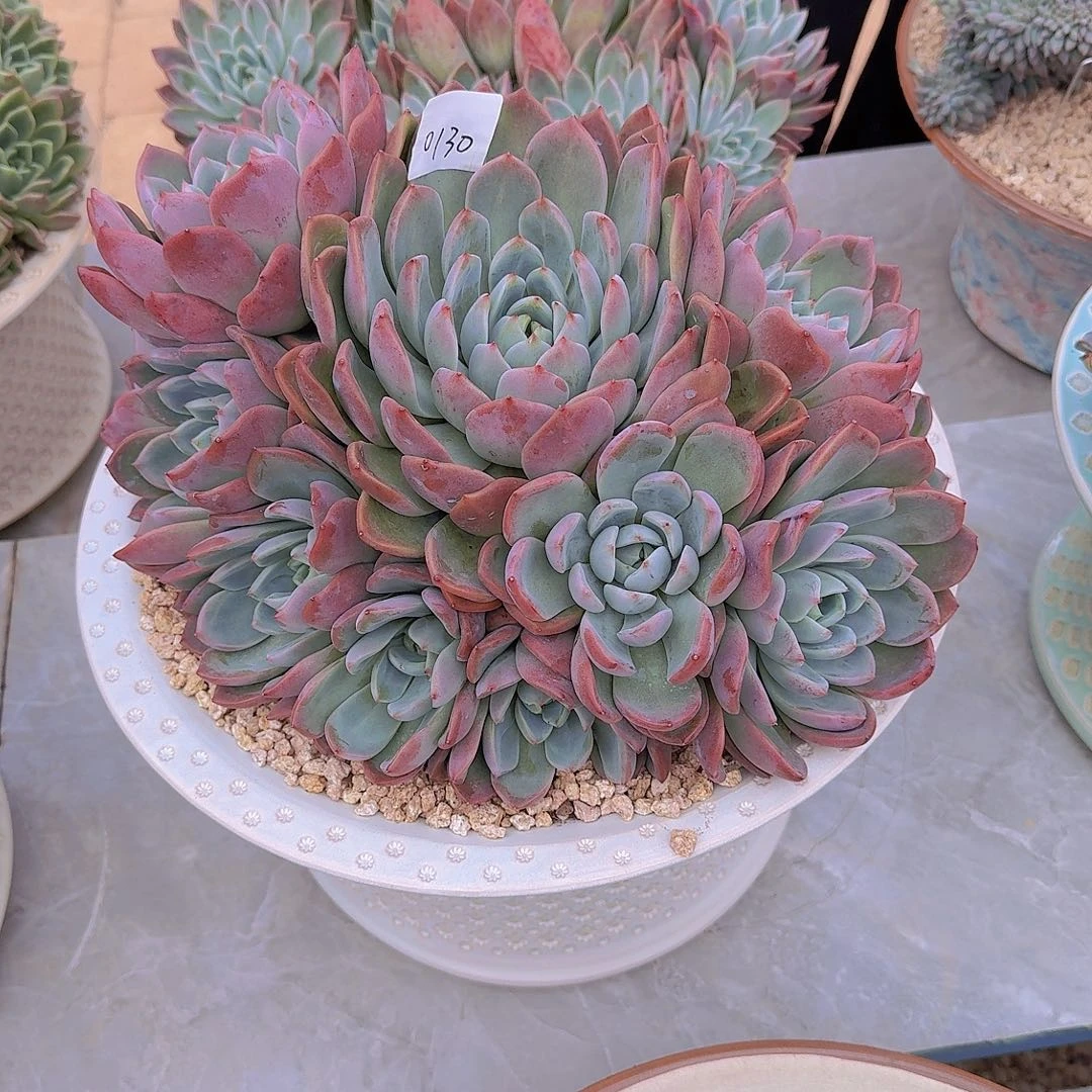 花***轩0130粉红面颊多肉