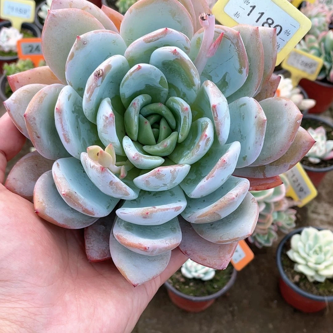 【闪购商品】迷****?1180号