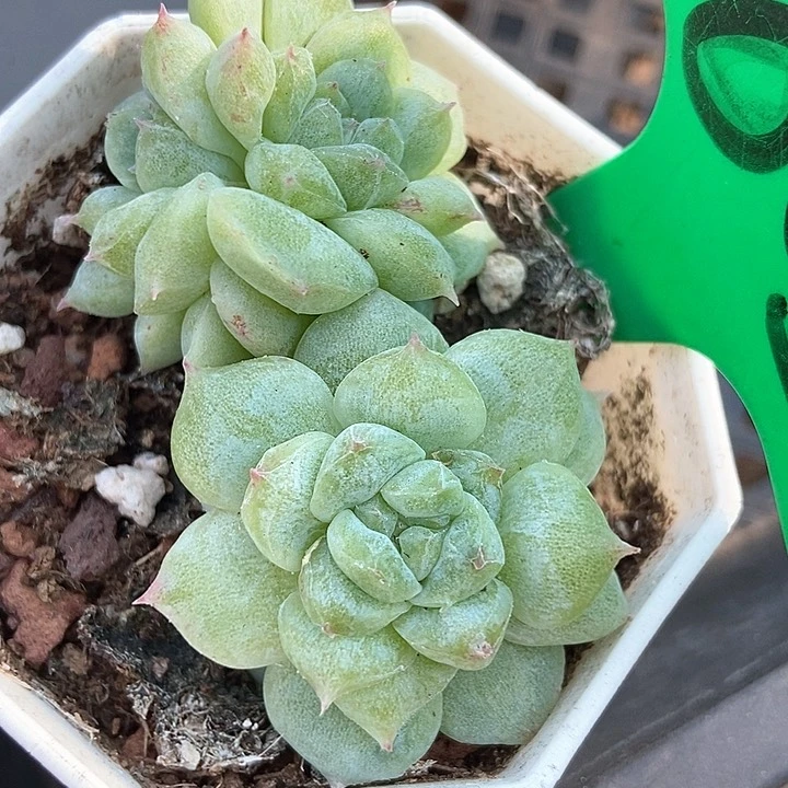 多肉植物甜心石化805