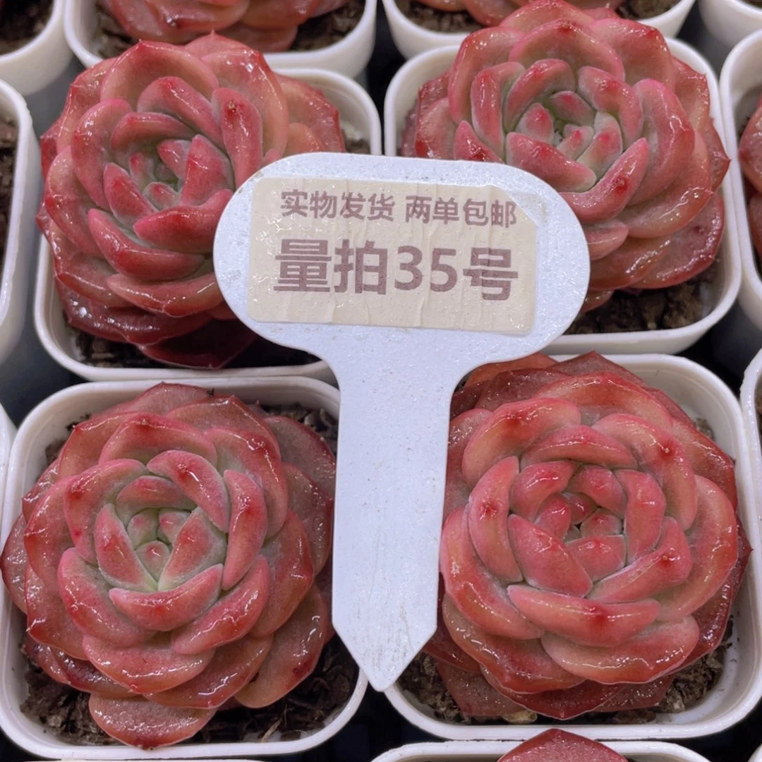 量拍35号冰透珍妮琥珀单头一个