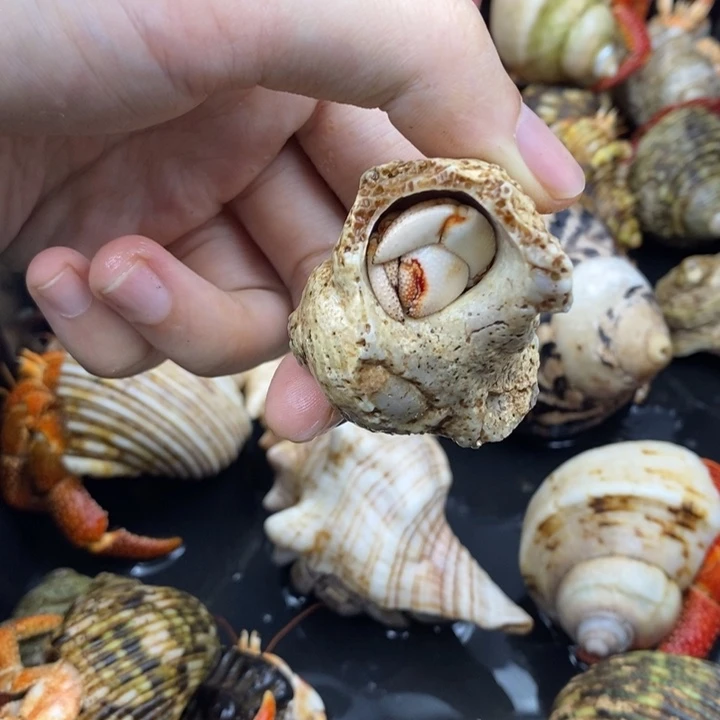 1.8口毛里求斯草莓