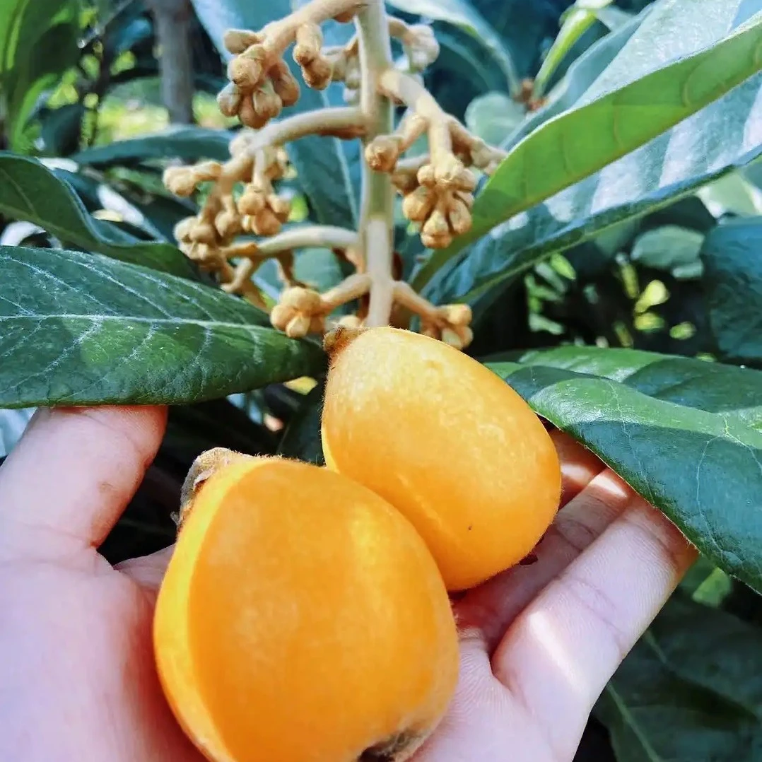 云南蒙自新鲜枇杷桔子鲜果沃柑新鲜现摘现发当季孕妇季节性水果