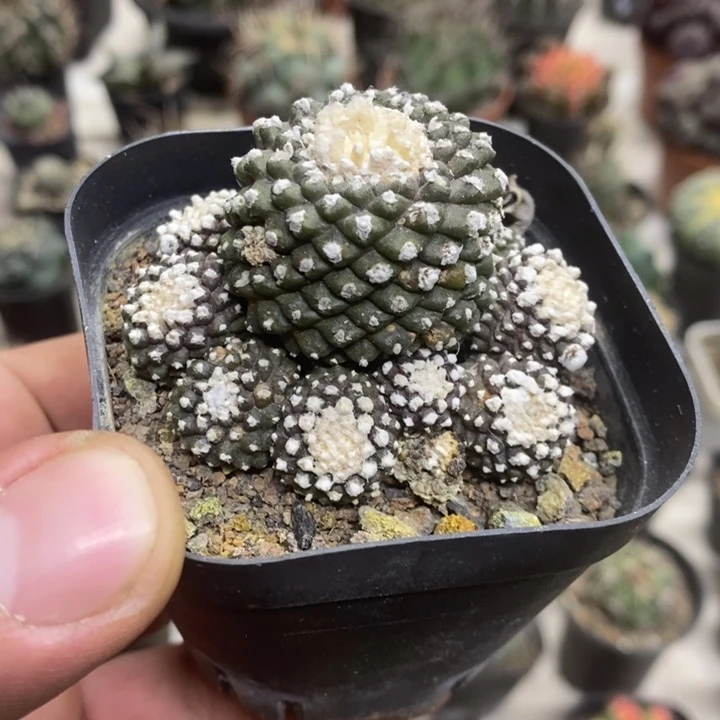 墨碟群生特价福利