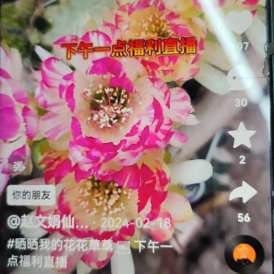 仙人球丽花bir侧芽福利
