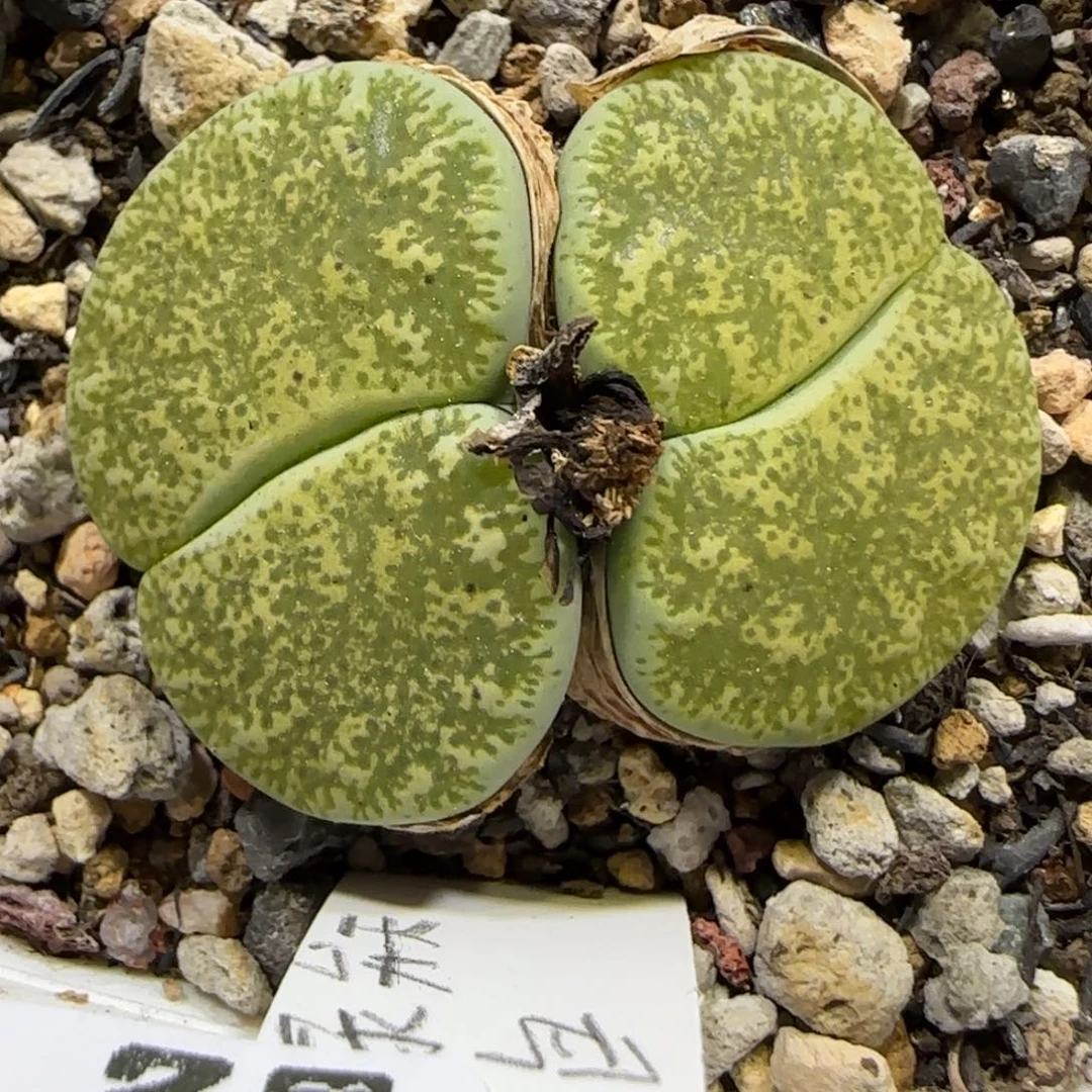 7.4。 绿弁天 带盆。9002