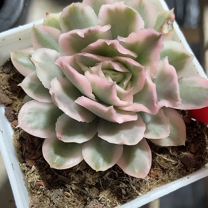 多肉植物紫蝴蝶锦647