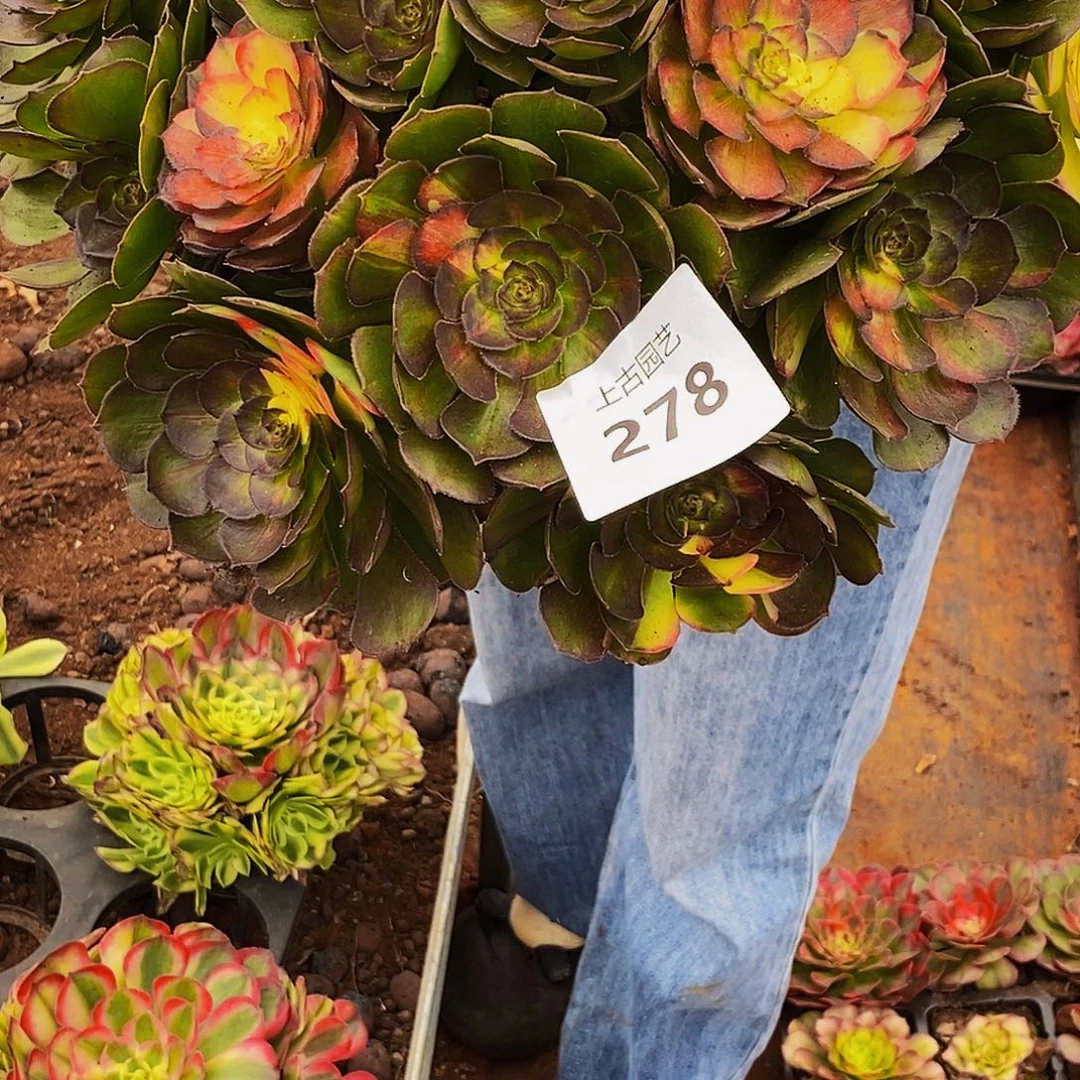上古园艺多肉法师278