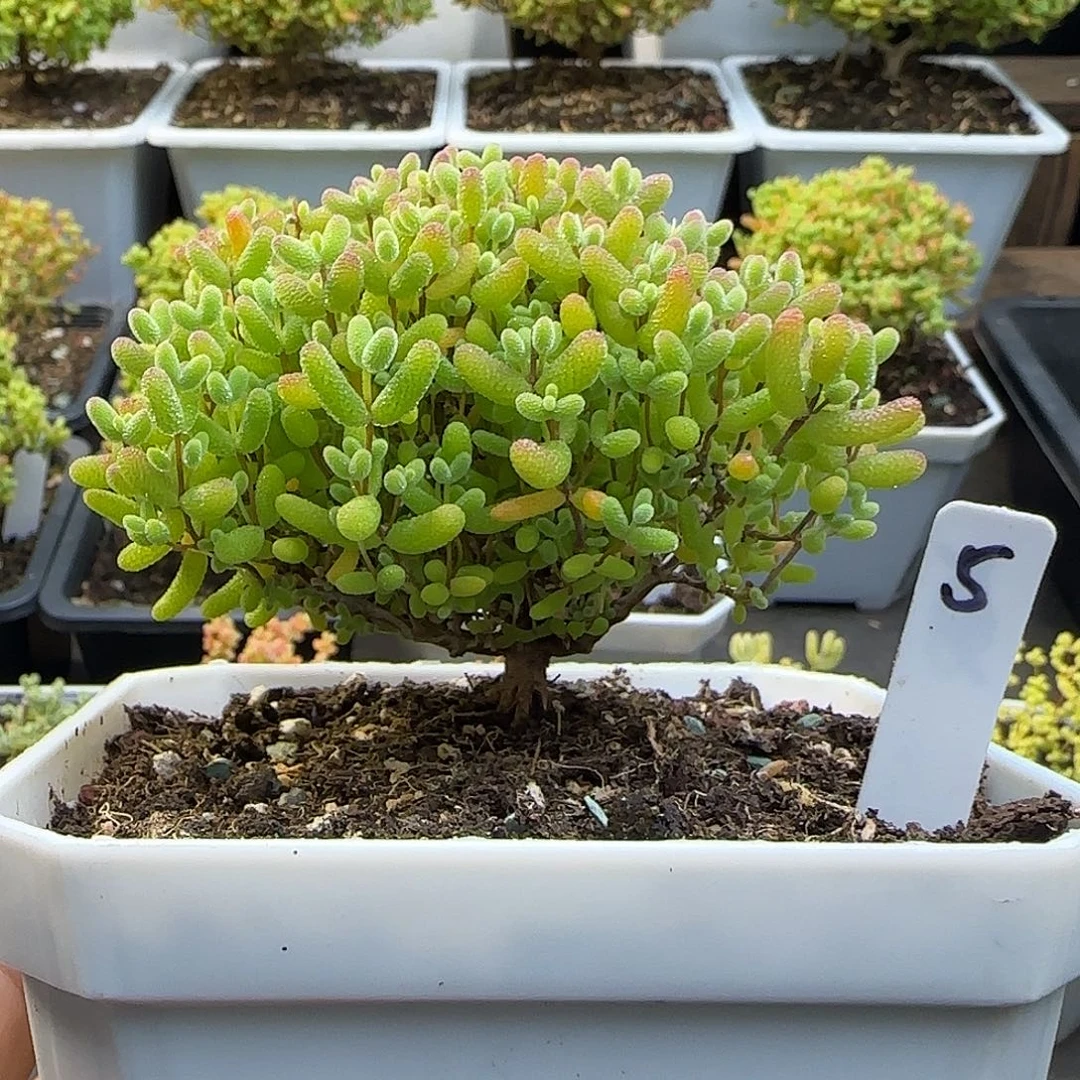 蜜橘糖球一物一拍