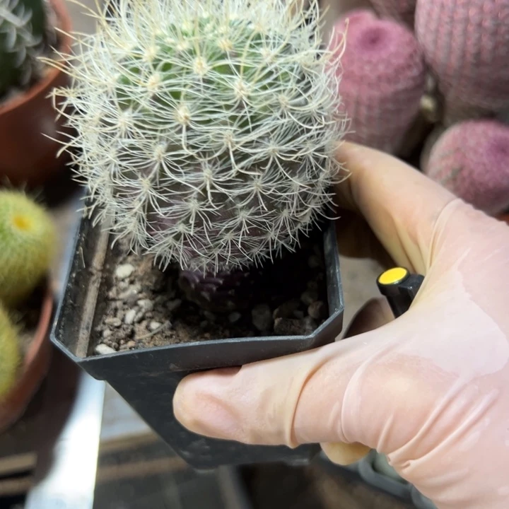 半***年恭喜发财恭喜发财