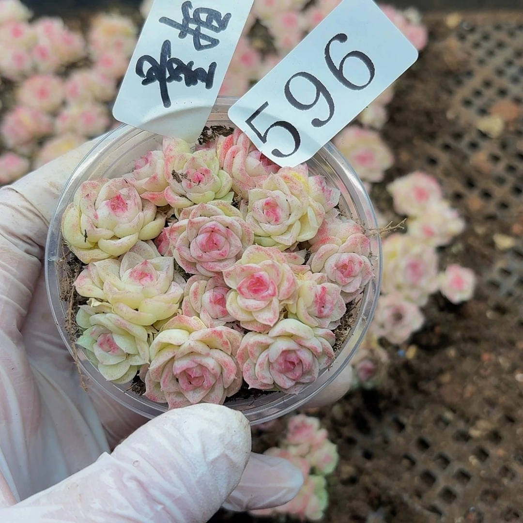 多肉植物多肉植物596量拍