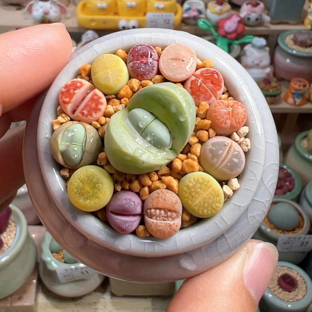 多肉植物33号彩色一盆