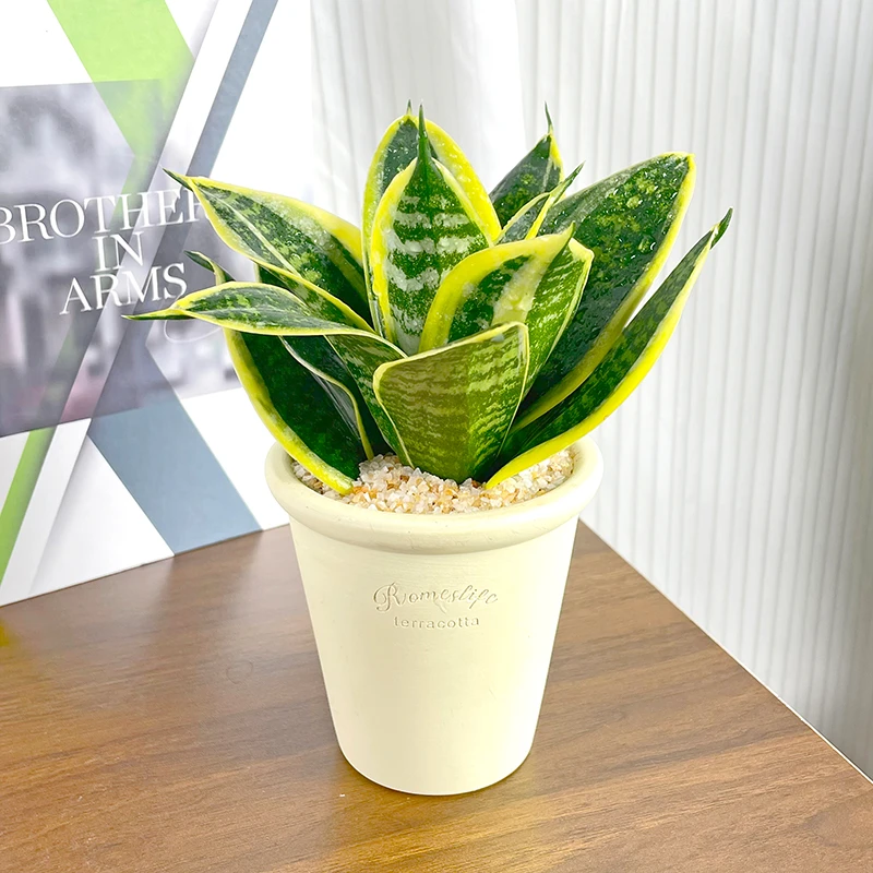 金边哈尼虎皮兰可爱室内绿植办公室桌面盆栽家居装饰创意生日礼物