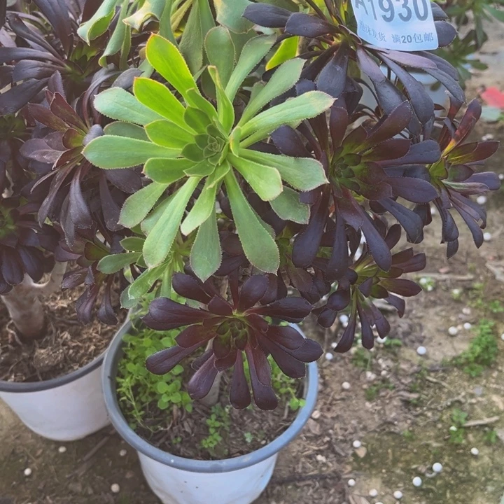 ***1930➕绿巫毒多肉法师不包断枝