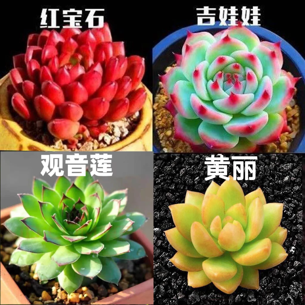 多肉植物盆栽精品多肉不重复盆土组合花卉绿植防辐射稀有名贵多肉
