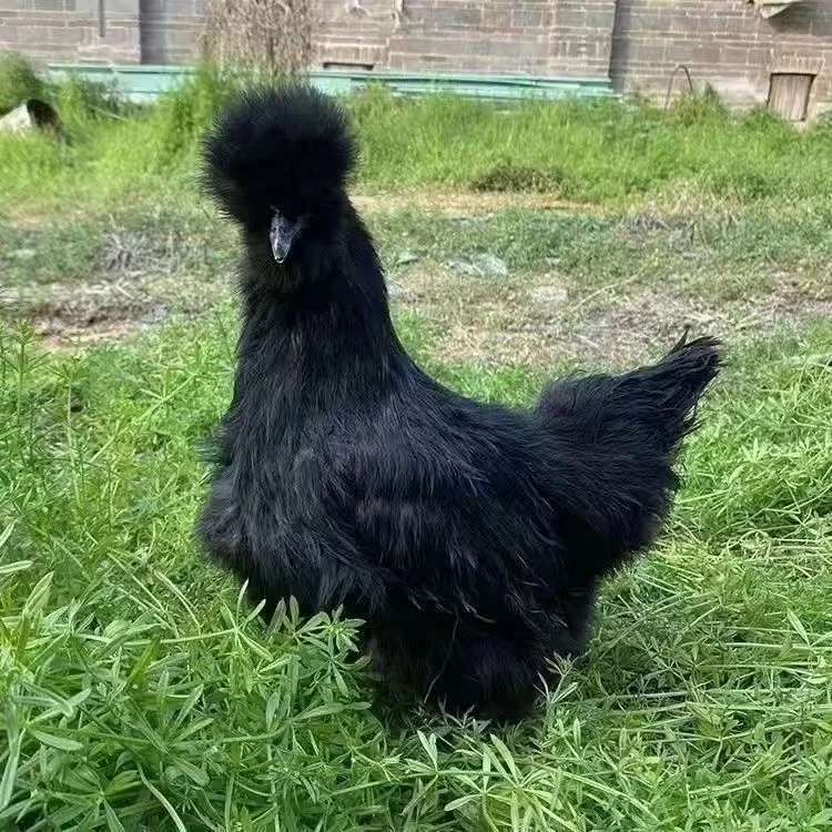 1宠物   黑白彩丝毛乌骨鸡公母混合鸡