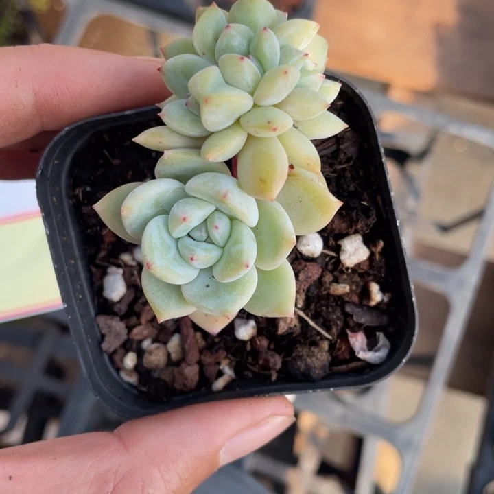 鱼***?鱼卷专拍橙梦露群一颗