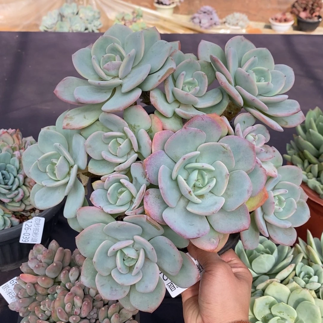 两单包邮1126-52白月光