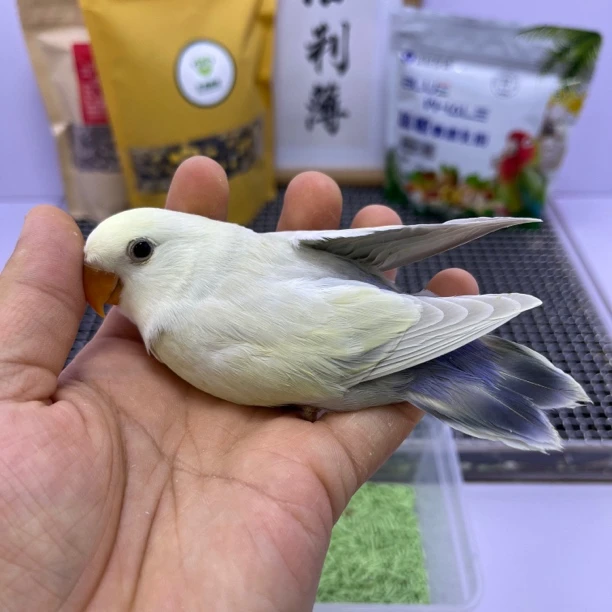 牡丹鹦鹉-白面澳桂母X7320