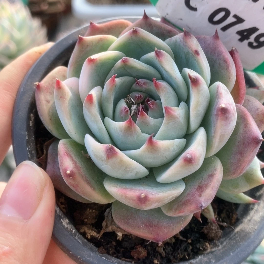 749锦锦锦锦锦锦锦