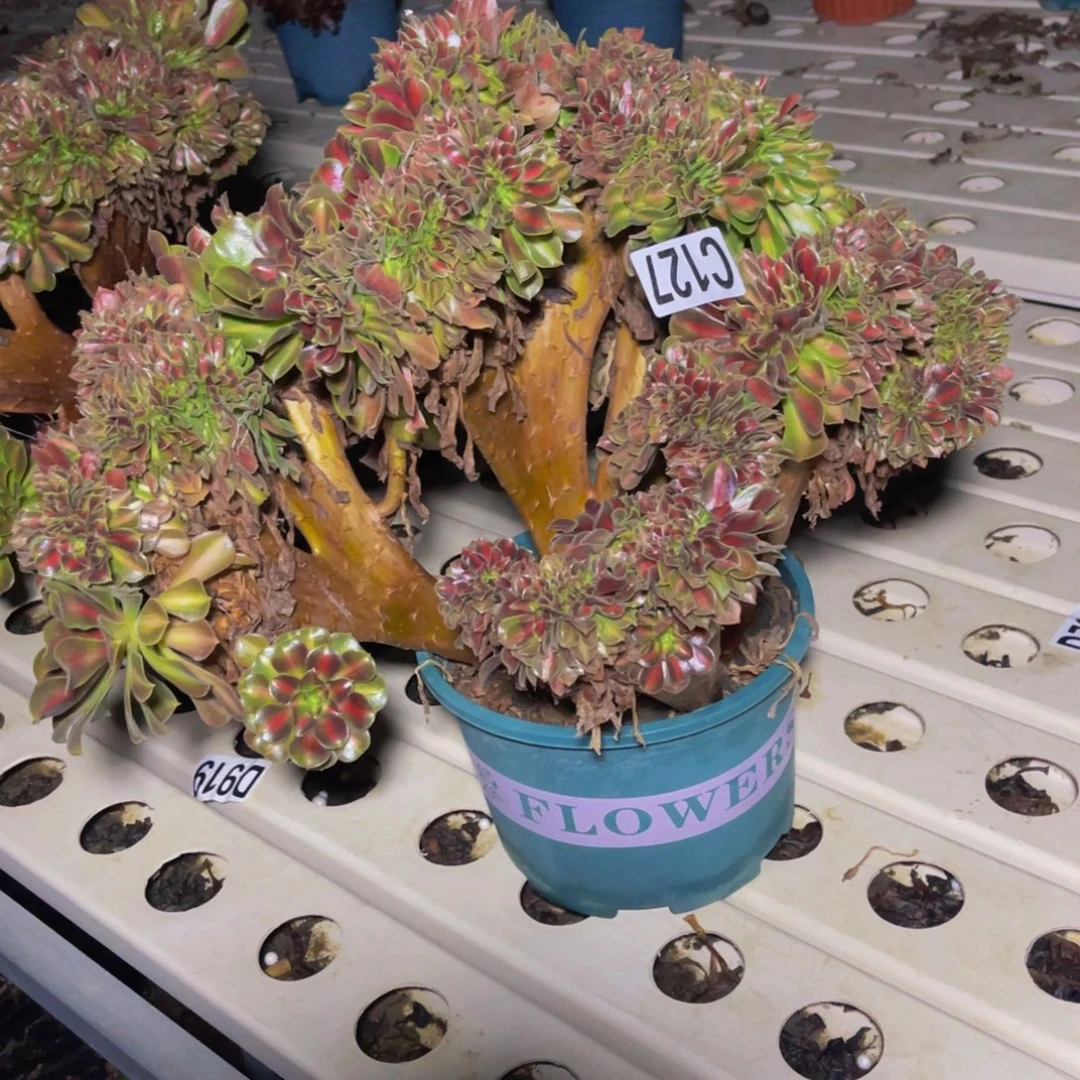 女巫宽中班7////7包邮