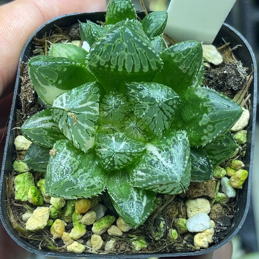 92大叶楼兰玉露锦