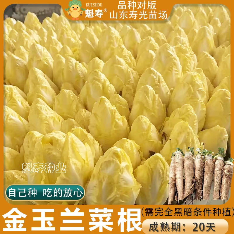菊苣根苗金玉兰欧洲菊苣新鲜黄芽球活体幼苗庭院室内好养盆栽批发