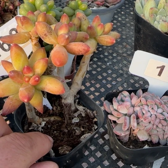 彩262无拉克啦一物一拍多肉