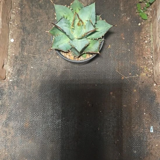 小岛精品龙舌兰精品龙舌