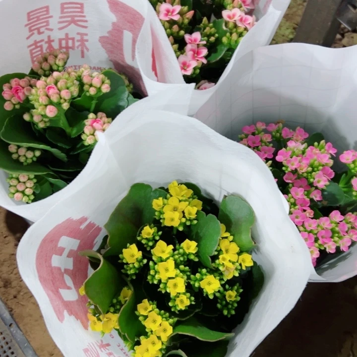 明媚小姐姐四颗单瓣130的分两个快递