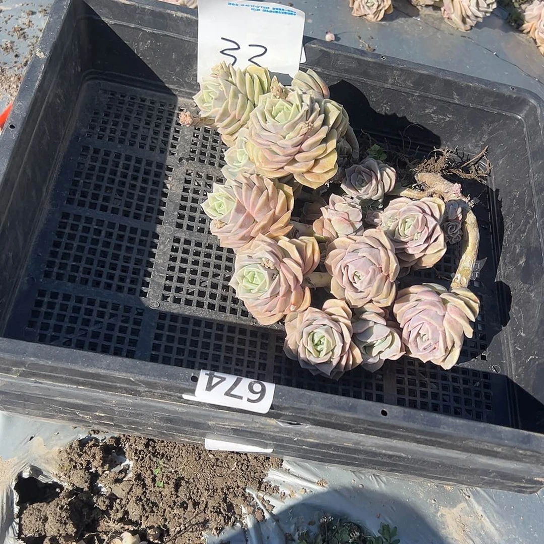 S****?33不售后1颗可爱玫瑰