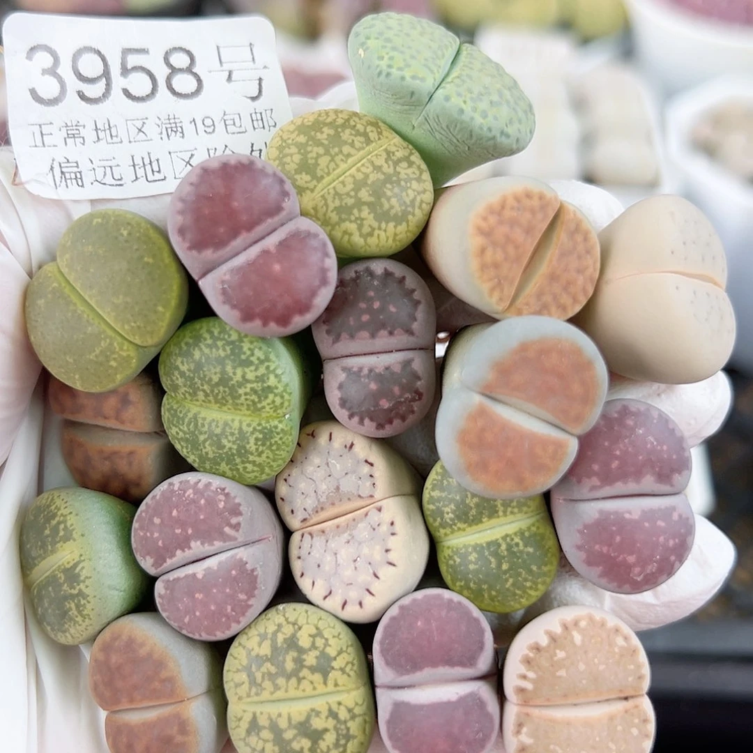 3958 好养易活生石花大母本19个