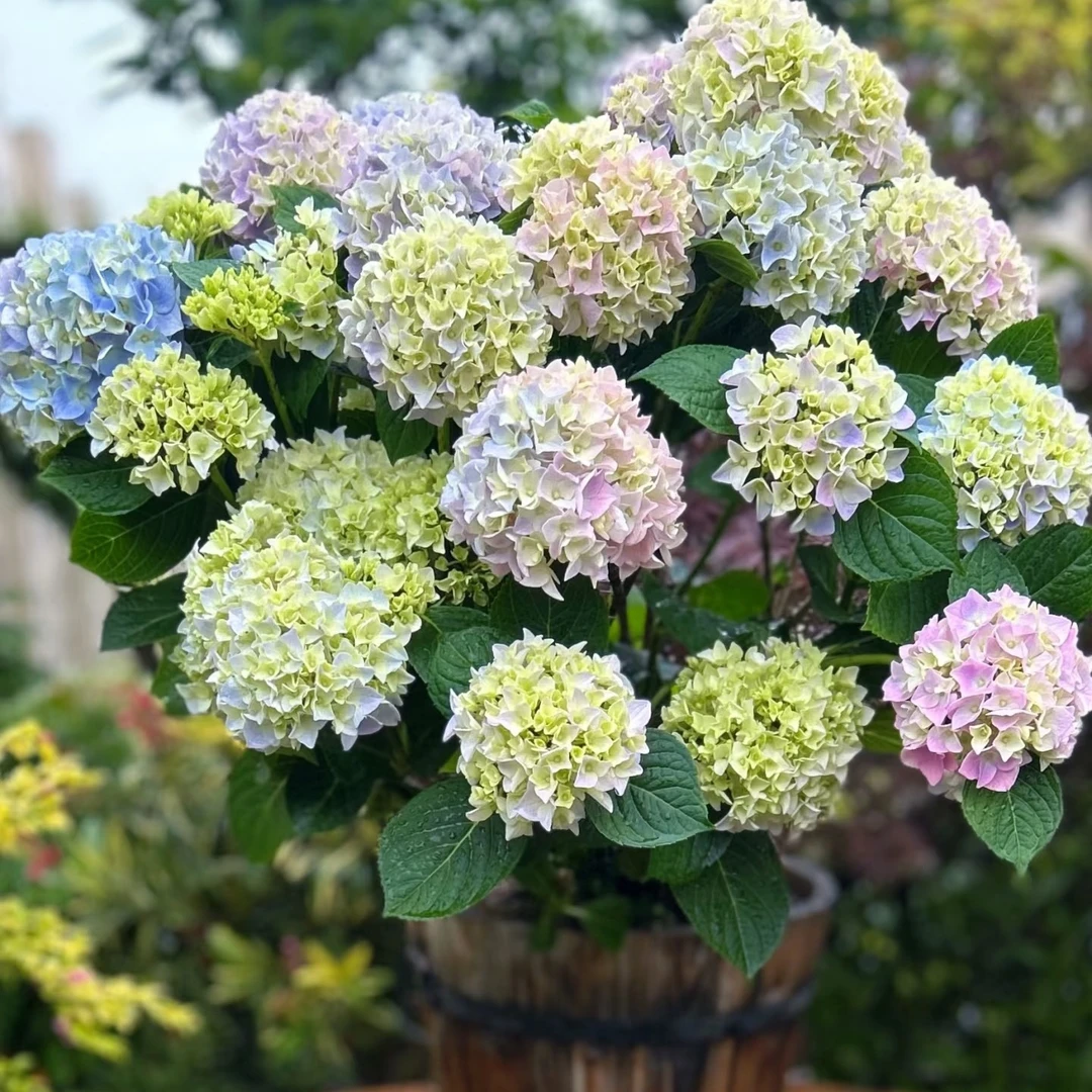 虞城园艺 魔幻紫水晶 大花绣球 可调色盆栽四季开花大苗