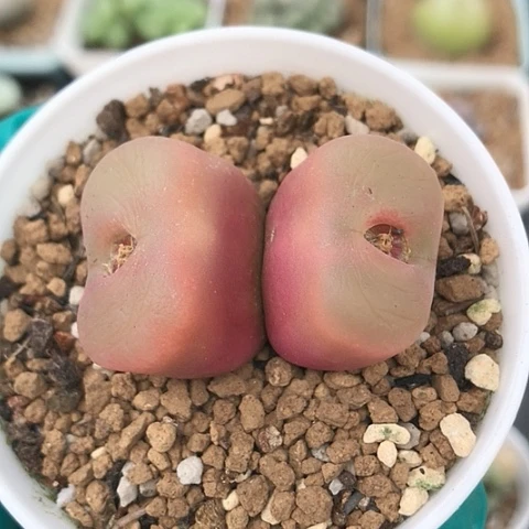 多肉肉锥 双头红蟠桃