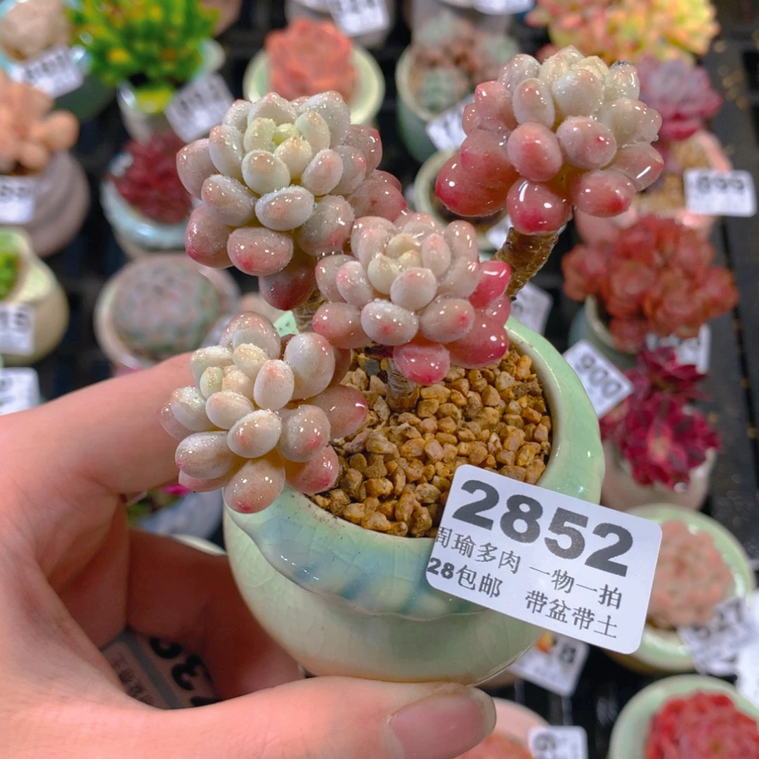 5厘米盆精控多肉2852