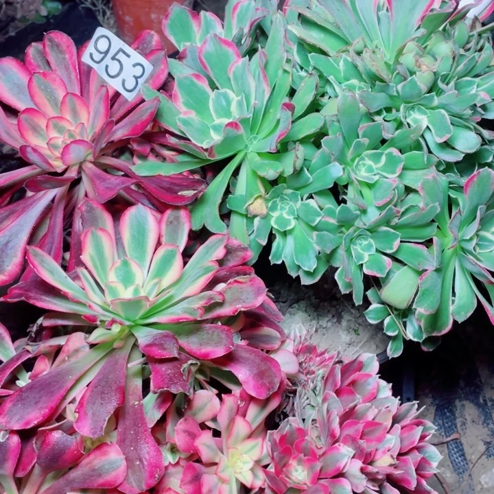 多肉植物组合953
