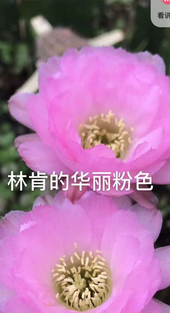 进口白檀无根枝条，随机十个品种，5cm起以上发货多数15cm左右