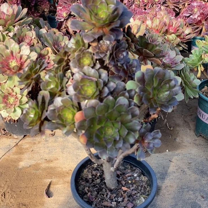 灰法多肉植物20。