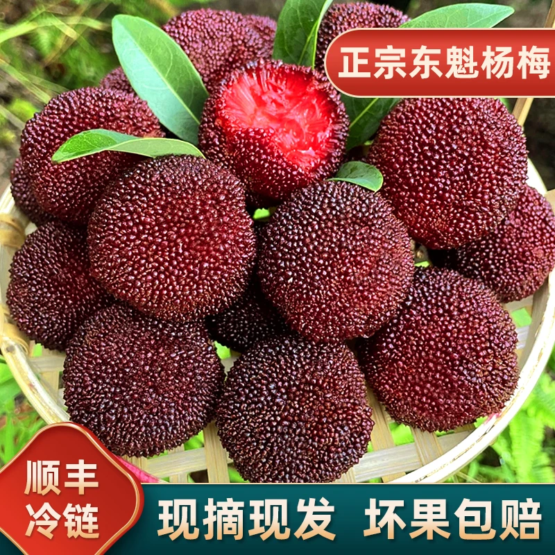 9A精品果正宗浙江高山东魁杨梅大棚杨梅鲜果现摘现发顺丰冷链空运3斤装新鲜杨梅浙江省