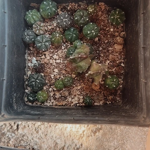 426处理仙人球小苗