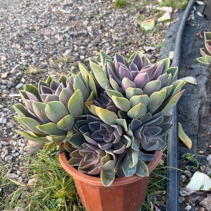 紫气东来多肉植物0136