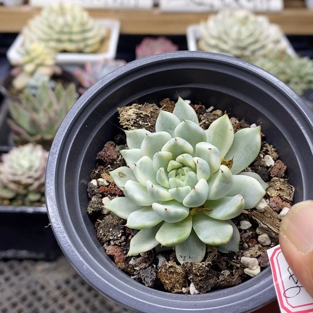 1846 妲己多肉植物