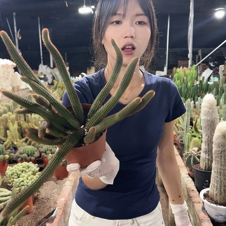 垂钓金妞（掉头掉崽不售后）