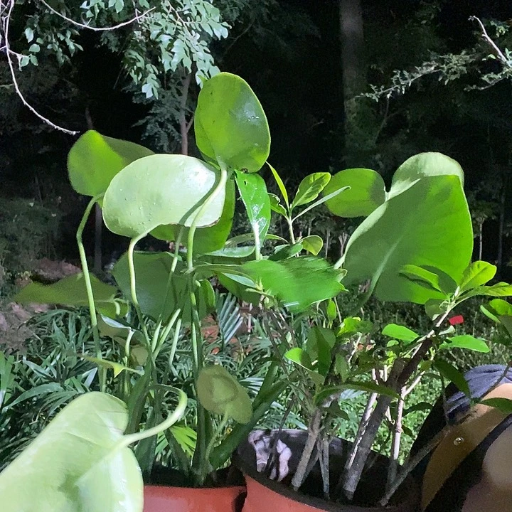 小龟背，送栀子花9.9的