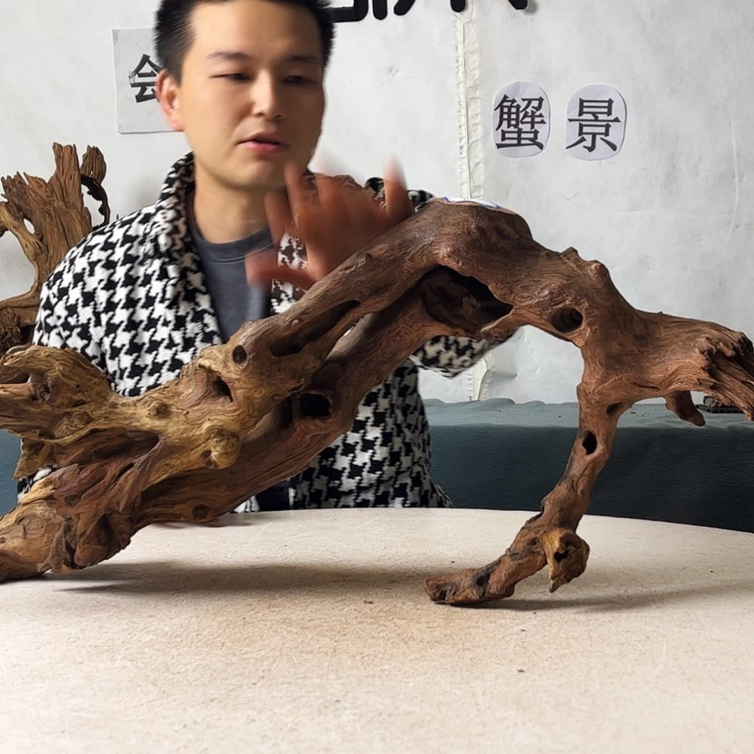 沉木造景爬宠造景