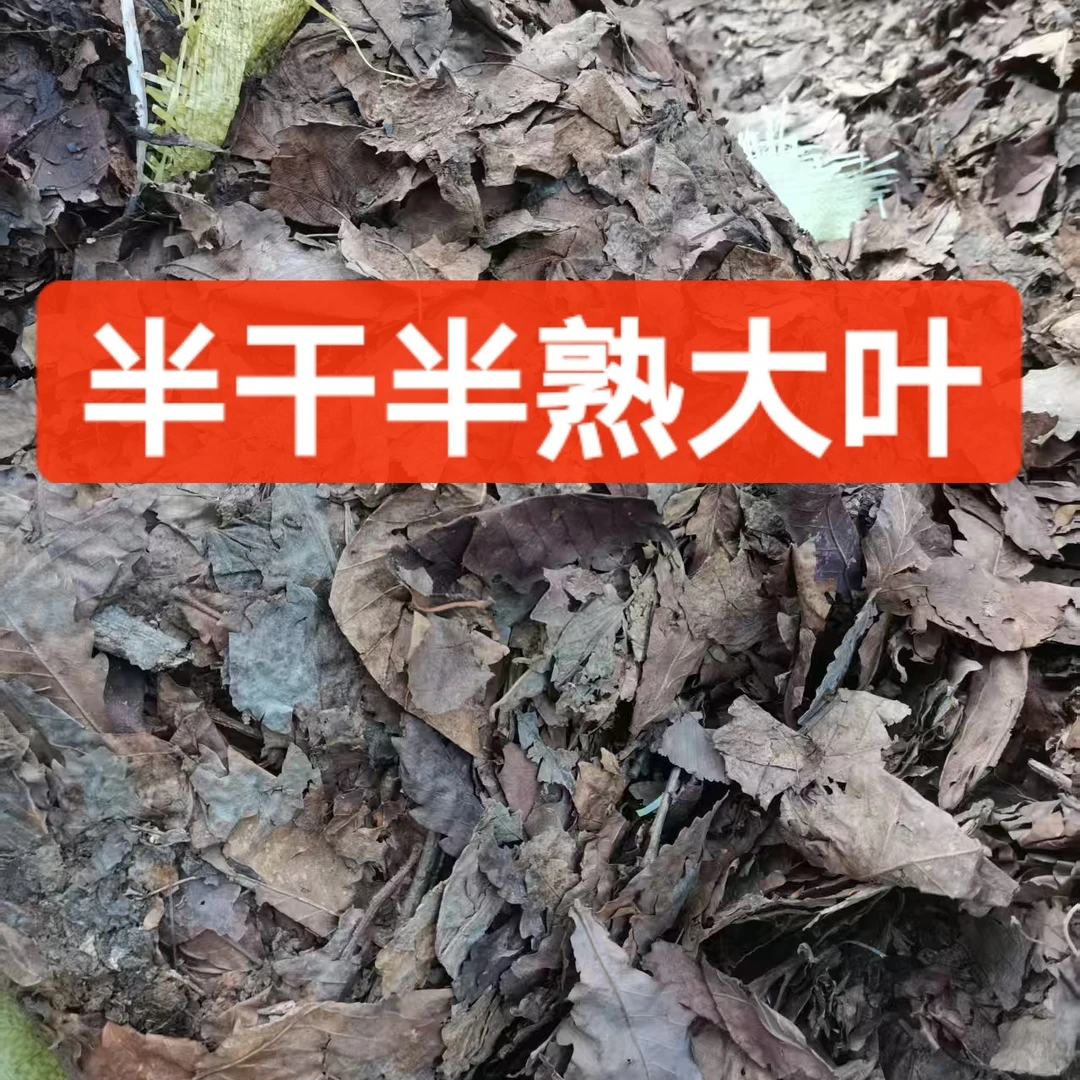 半干半熟的大叶橡树回去继续发酵明年春天用