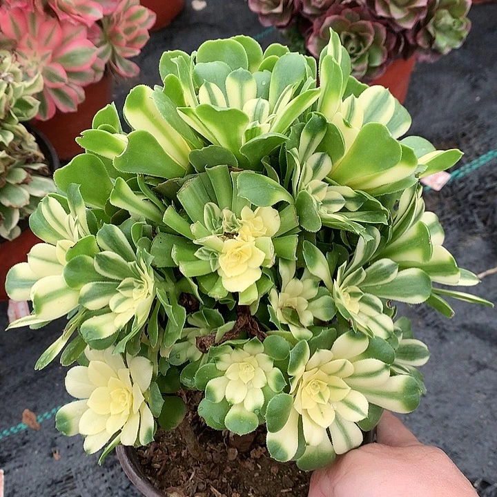 527辛尼亚多肉植物