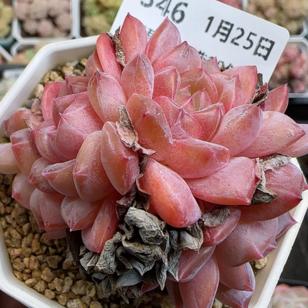 花语逸镜0125-346