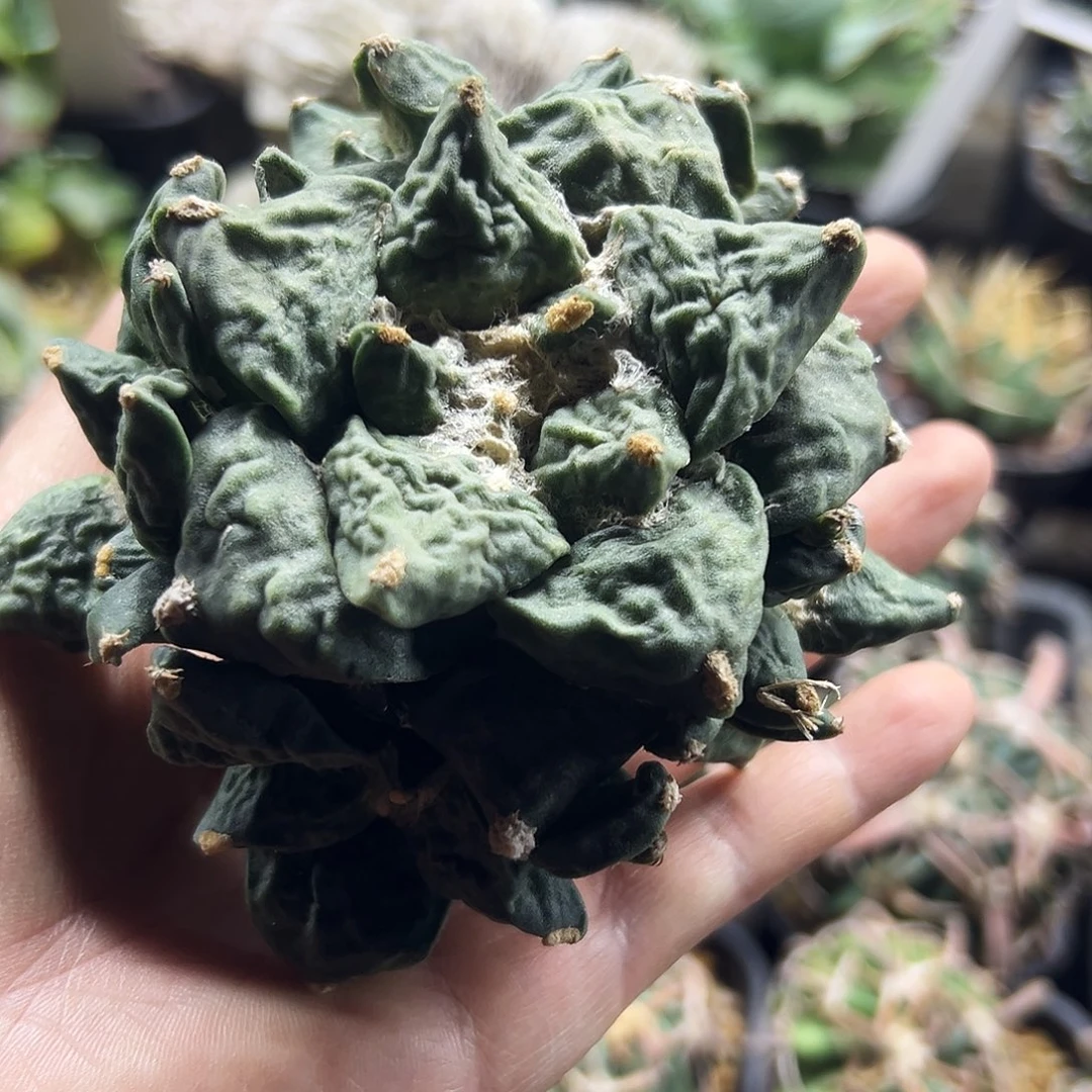 牡丹有根仙人球666666