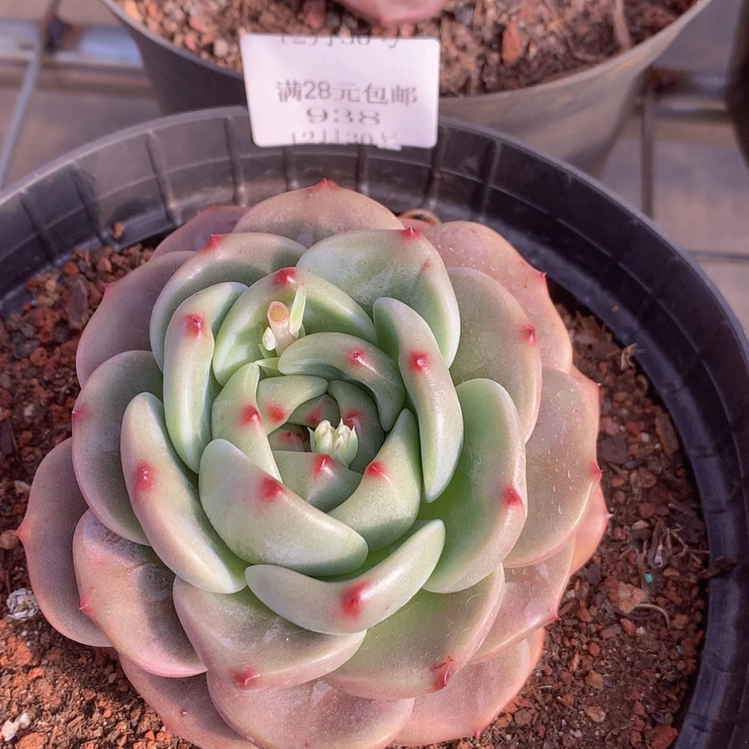 【闪购商品】云938号